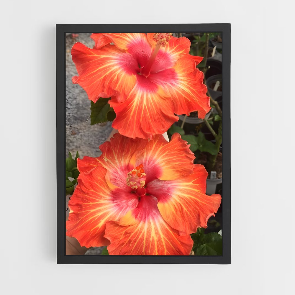 ap-hibiscus-15 cadre Noir