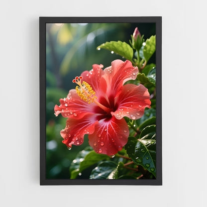 ap-hibiscus-4 cadre Noir