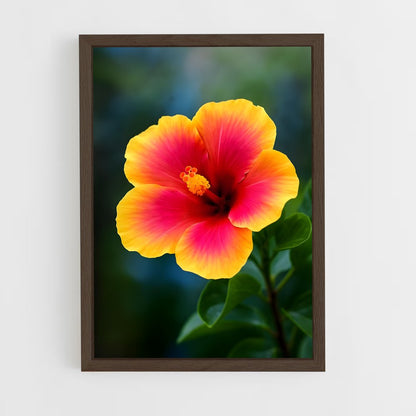 ap-hibiscus-6 cadre Bois foncé