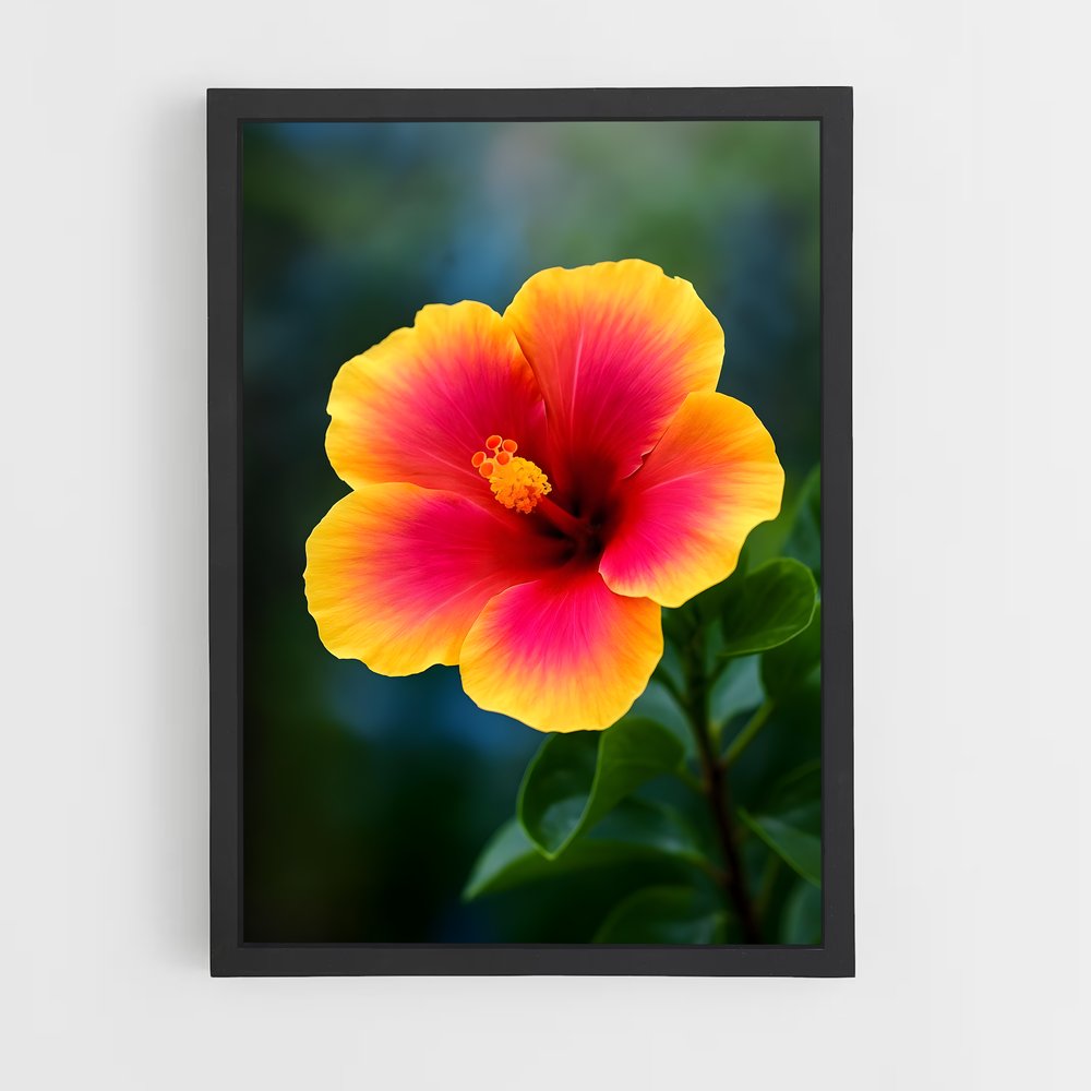 ap-hibiscus-6 cadre Noir