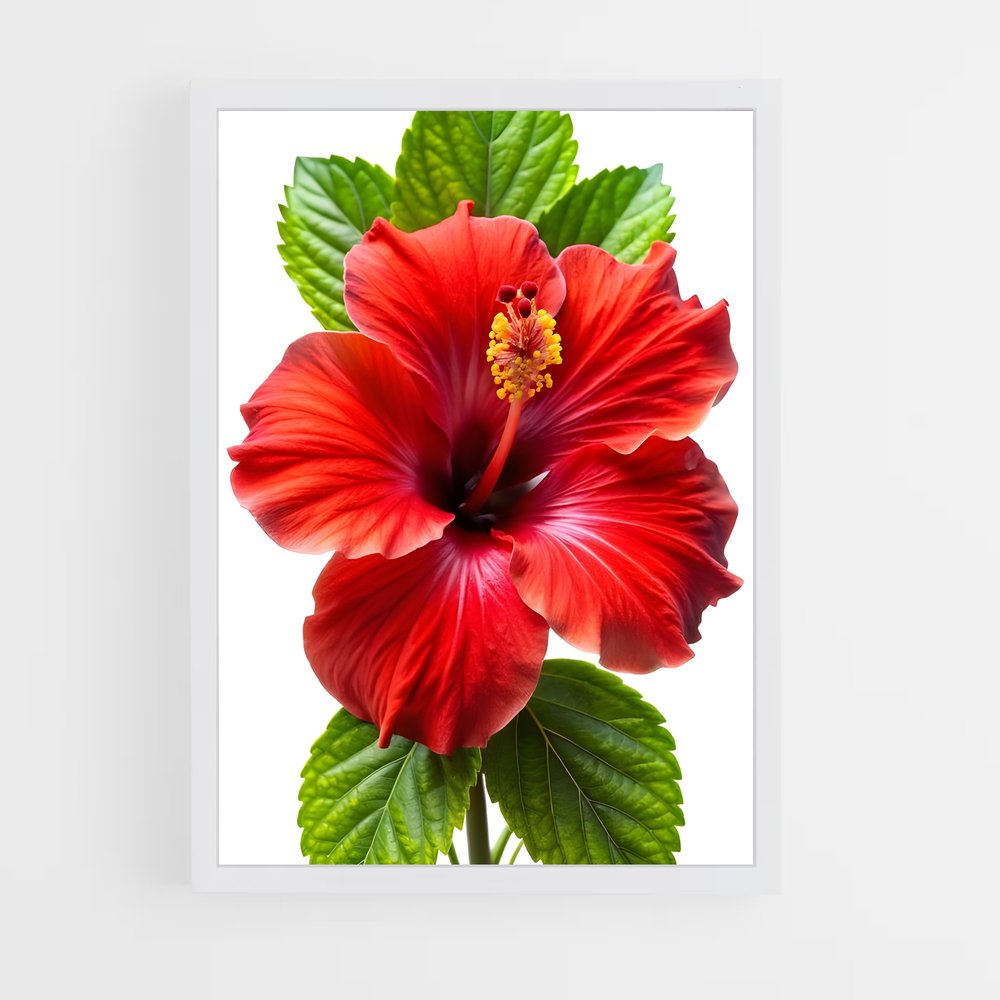 ap-hibiscus-7 cadre Blanc