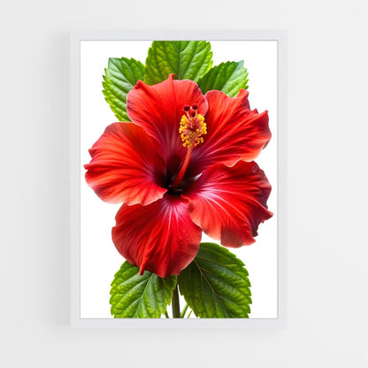 ap-hibiscus-7 cadre Blanc