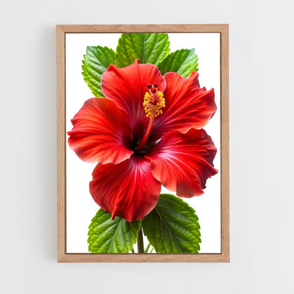 ap-hibiscus-7 cadre Bois clair