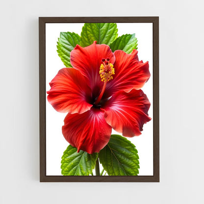 ap-hibiscus-7 cadre Bois foncé