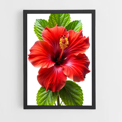 ap-hibiscus-7 cadre Noir