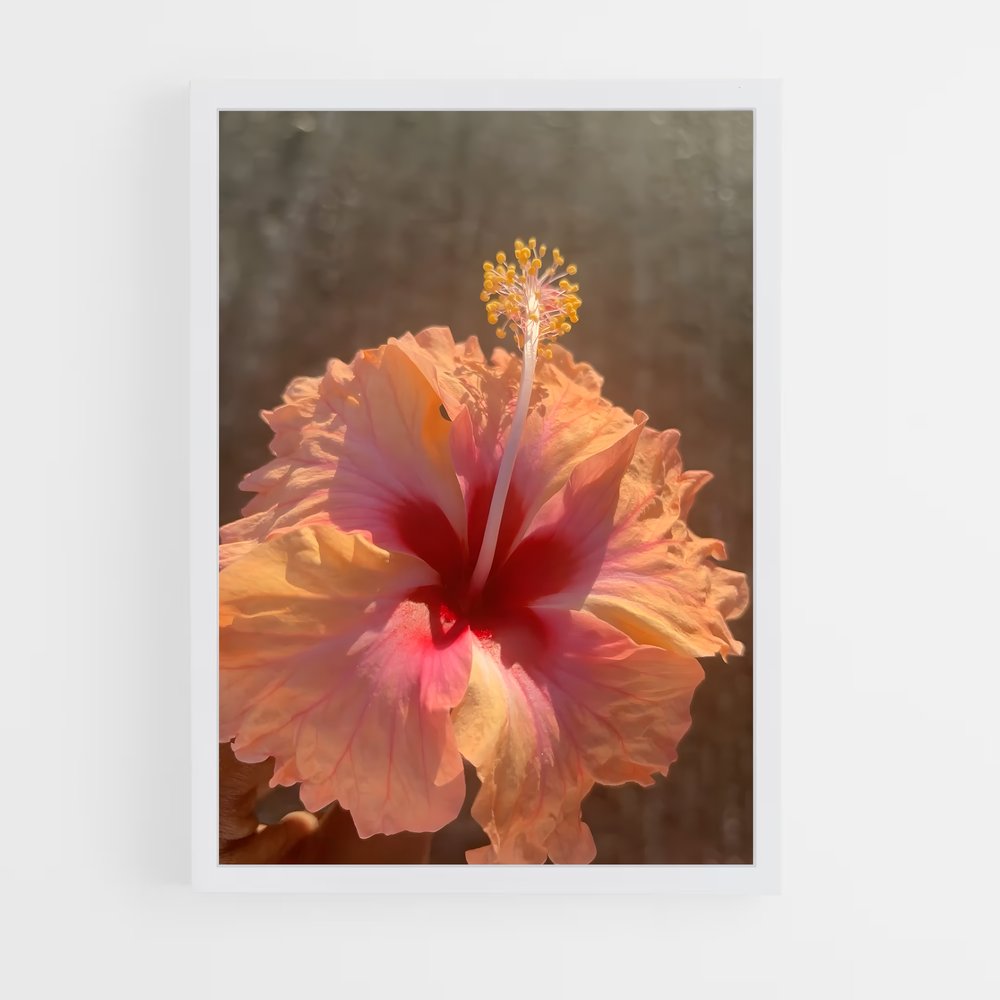 ap-hibiscus-8 cadre Blanc