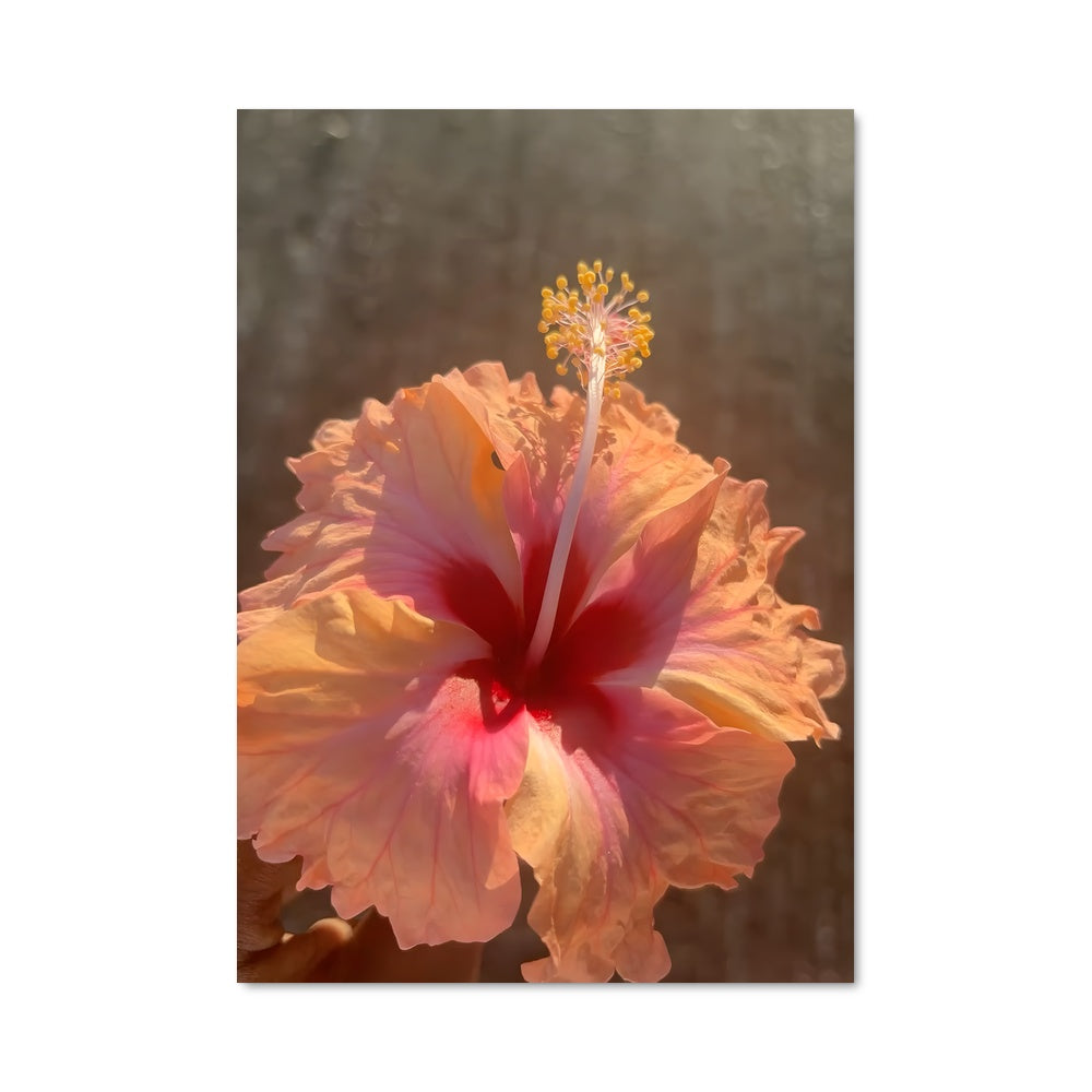 Poster Hibiscus Éclatant
