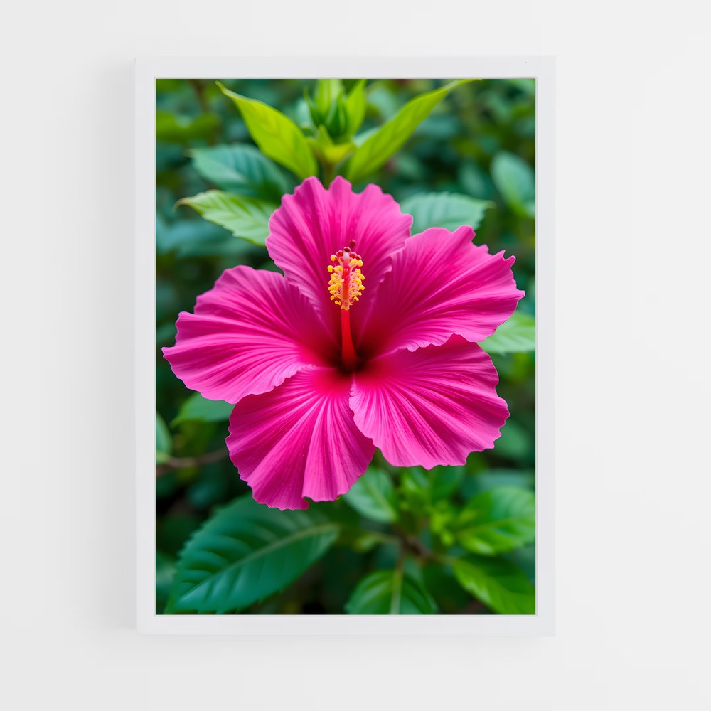 ap-hibiscus-9 cadre Blanc