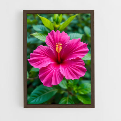 ap-hibiscus-9 cadre Bois foncé
