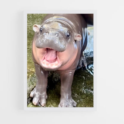 ap-hippo-2 cadre Blanc
