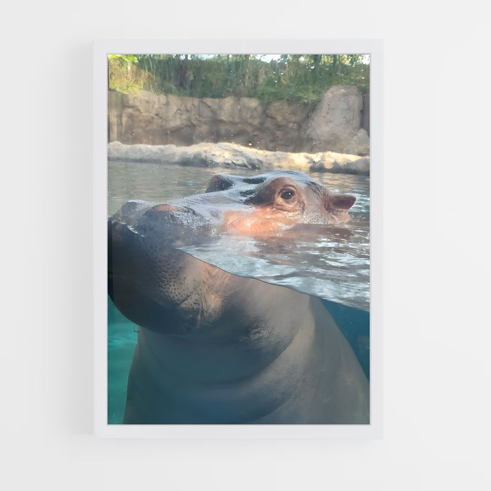 ap-hippo-6 cadre Blanc