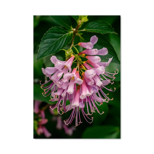 Poster Fleur de Chèvrefeuille