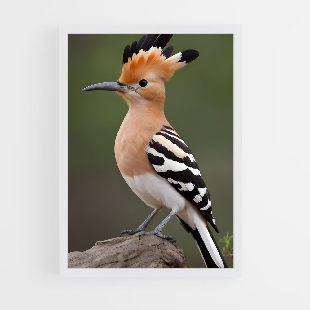 ap-hoopoe-1 cadre Blanc