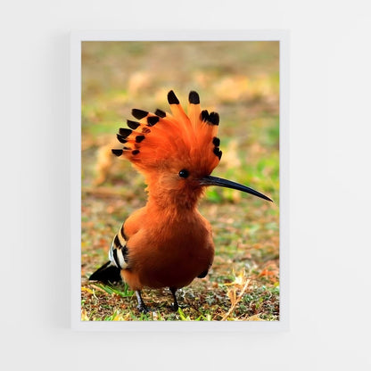 ap-hoopoe-10 cadre Blanc