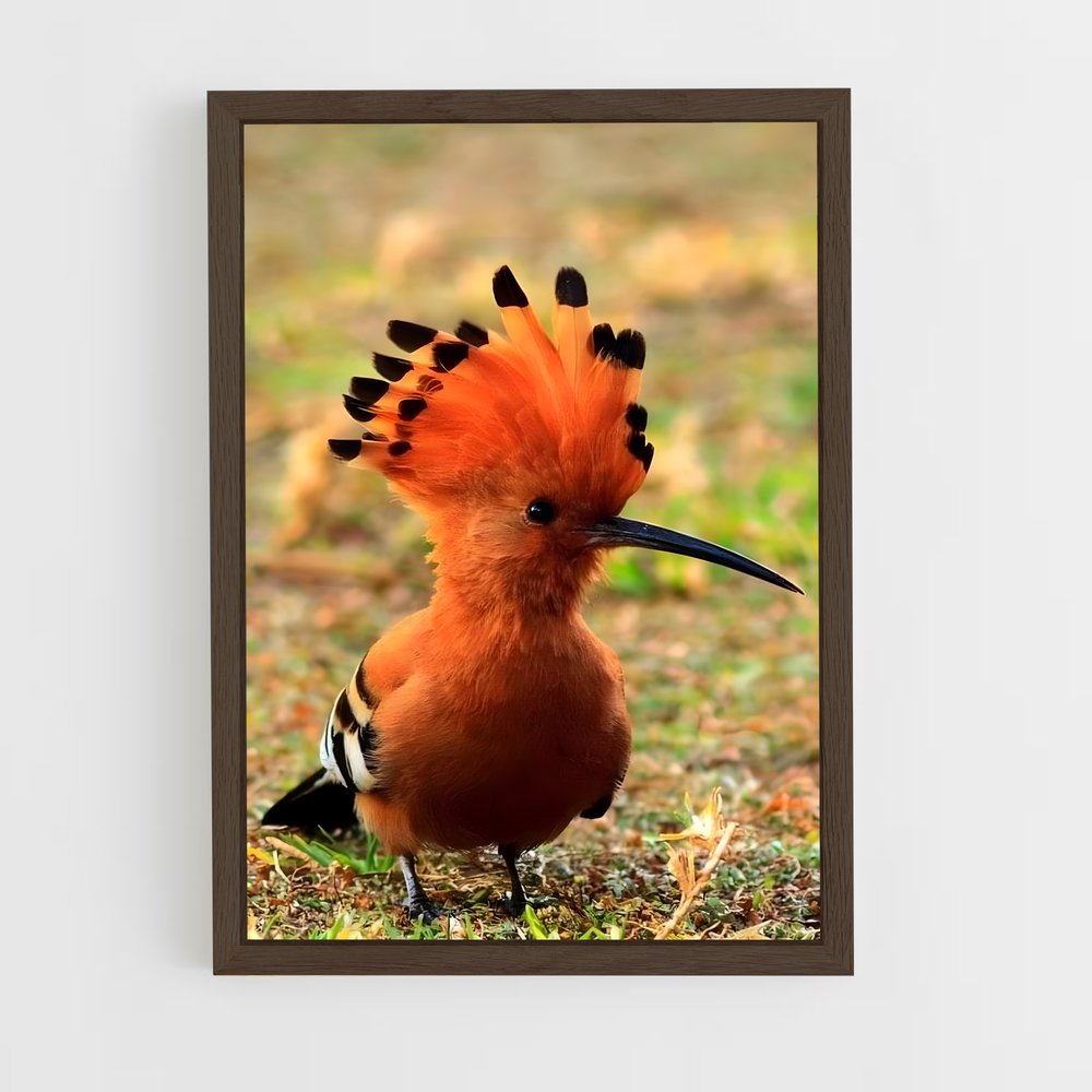 ap-hoopoe-10 cadre Bois foncé