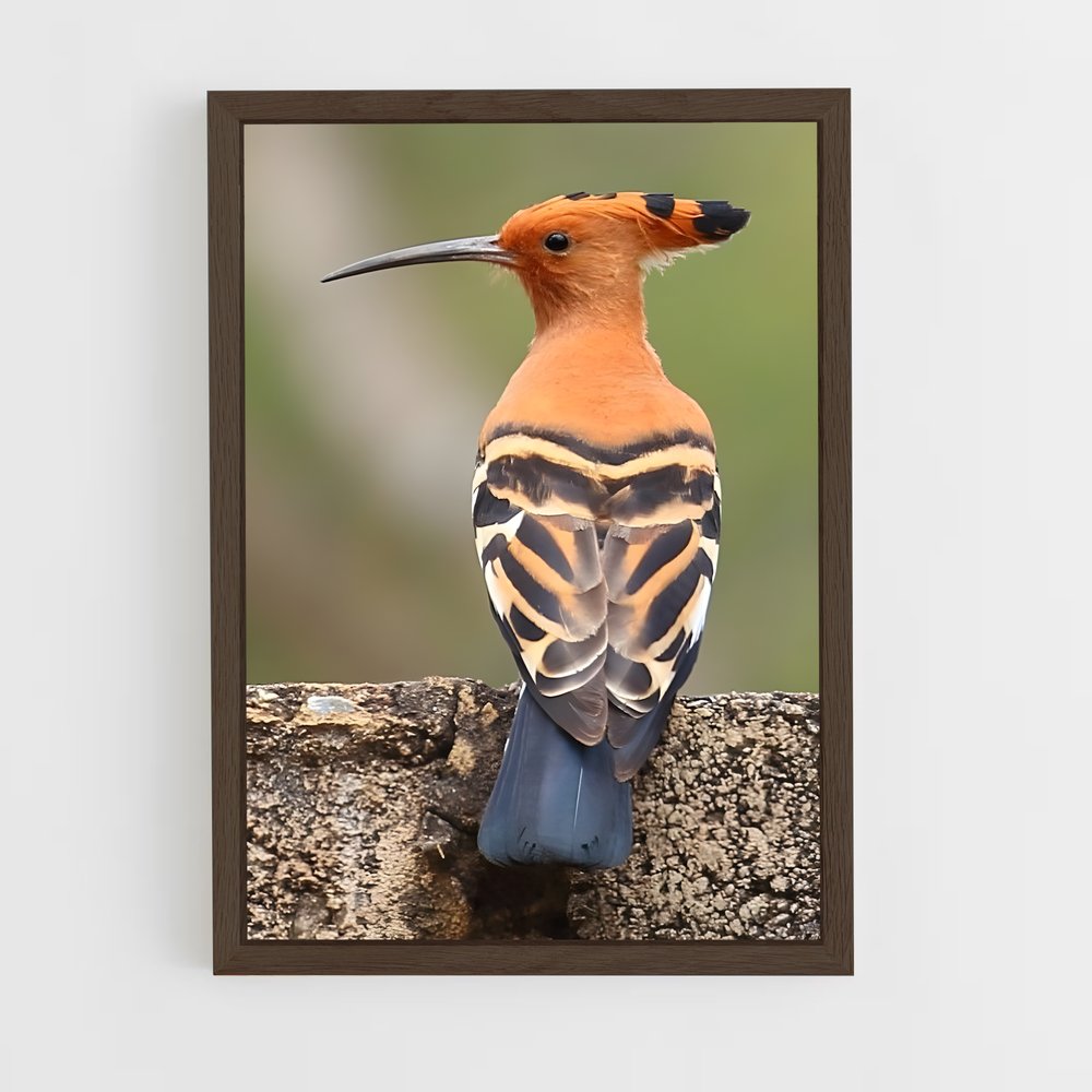 ap-hoopoe-11 cadre Bois foncé