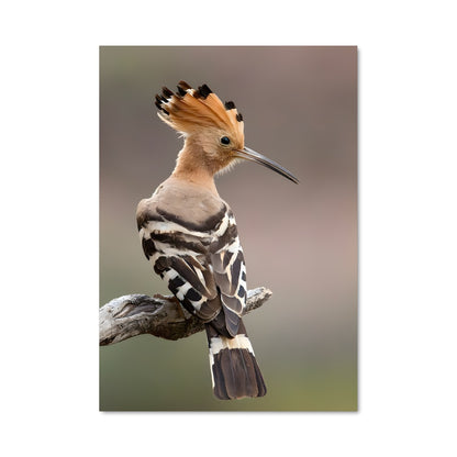 Poster Oiseau des Rêves