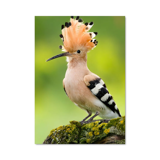 Poster L'Hibou Éclatant