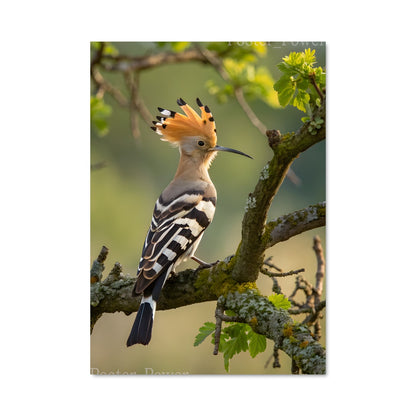 Poster Le Hibou Coloré
