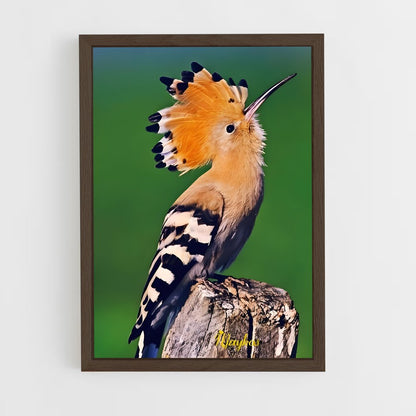 ap-hoopoe-8 cadre Bois foncé