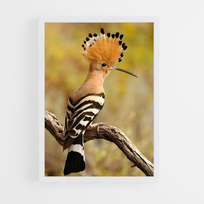 ap-hoopoe-9 cadre Blanc