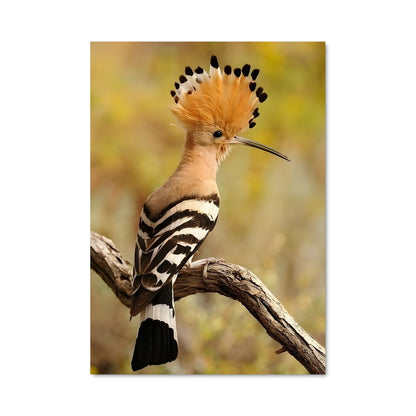 Poster Le Hibou Charmeur