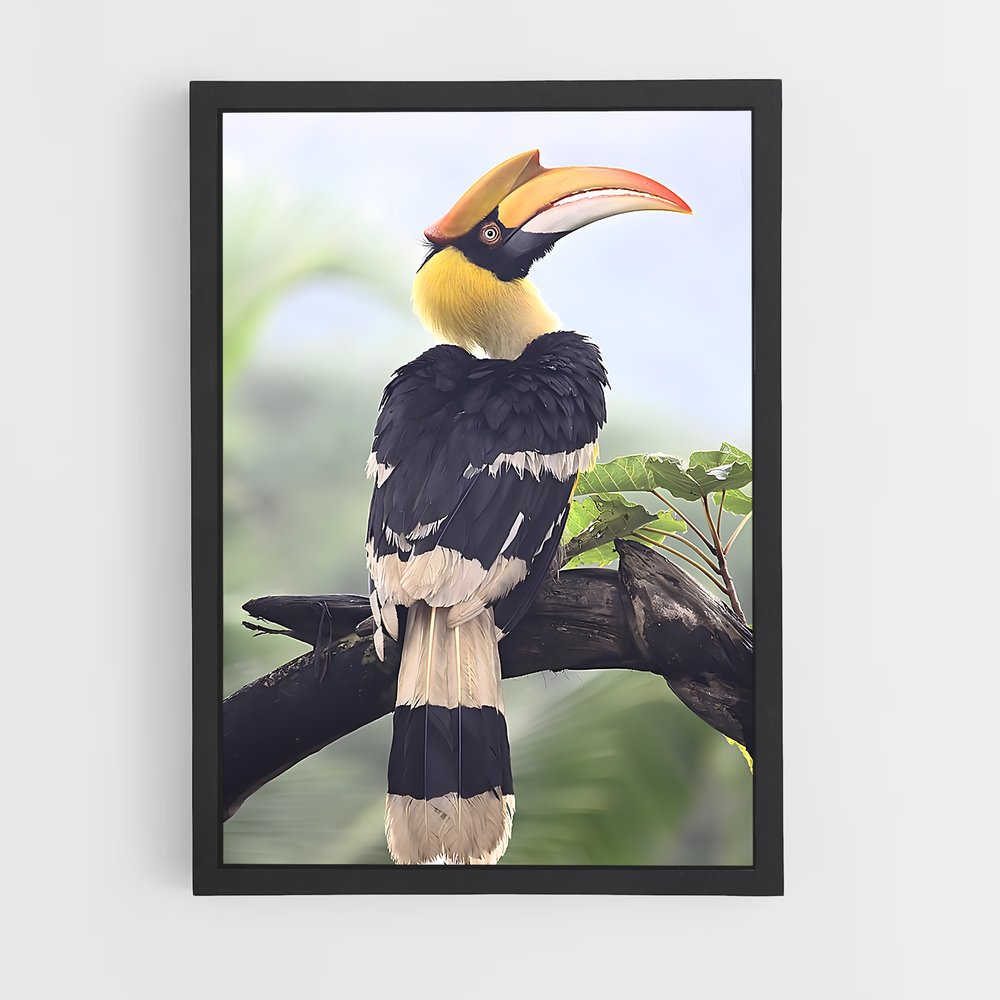 ap-hornbill-2 cadre Noir
