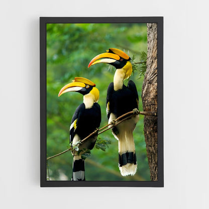 ap-hornbill-3 cadre Noir