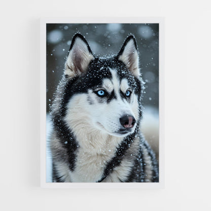 ap-husky-2 cadre Blanc