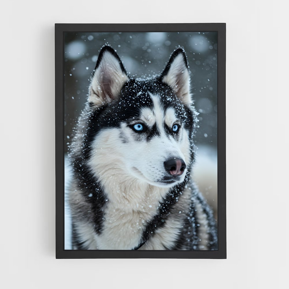 ap-husky-2 cadre Noir