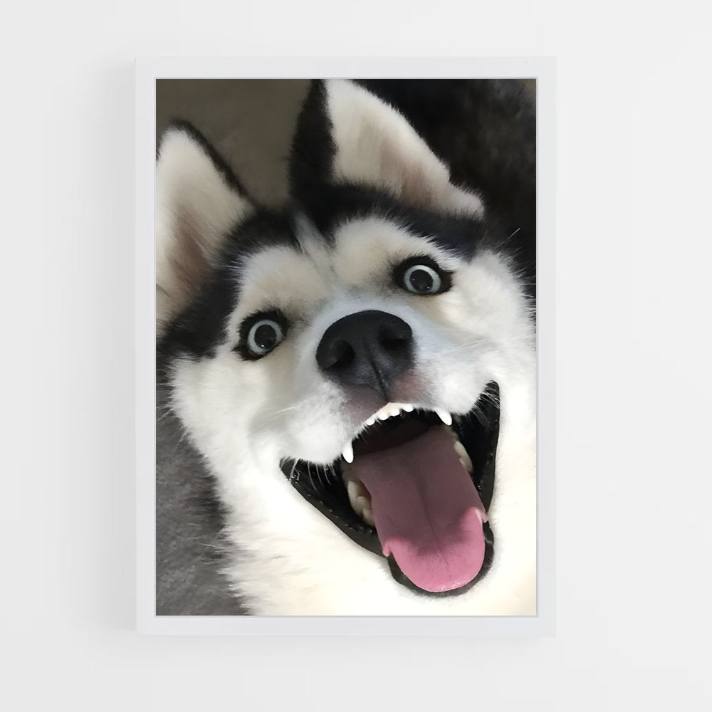 ap-husky-3 cadre Blanc