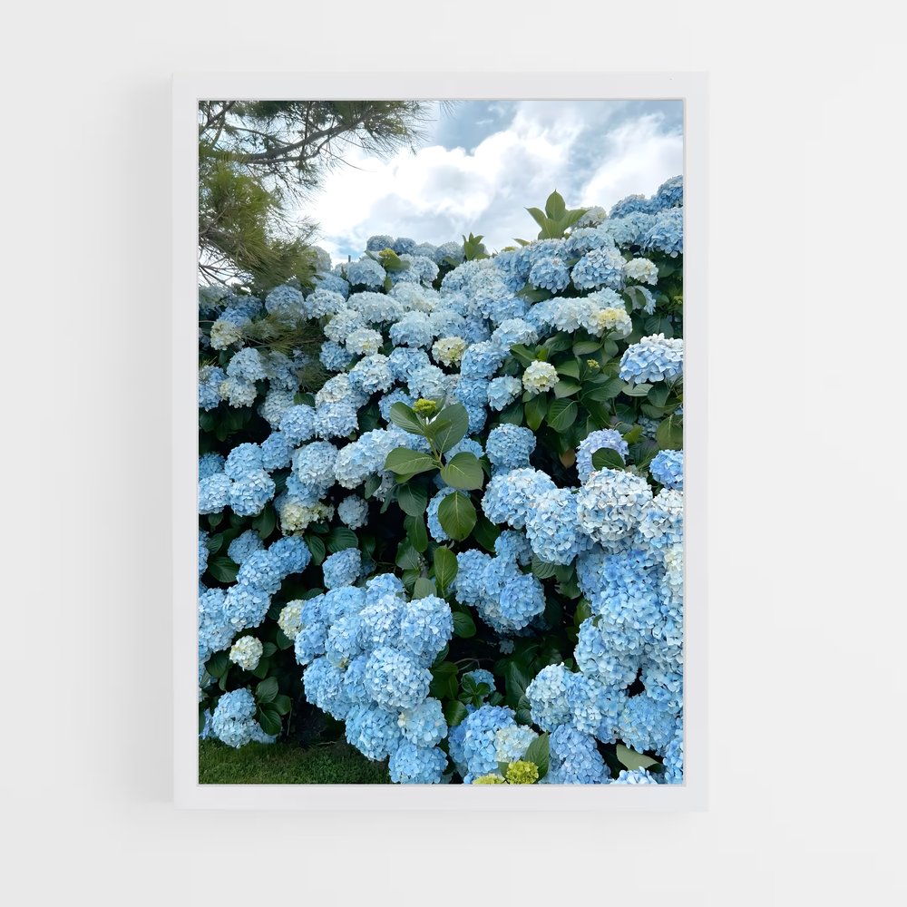 ap-hydrangea-1 cadre Blanc