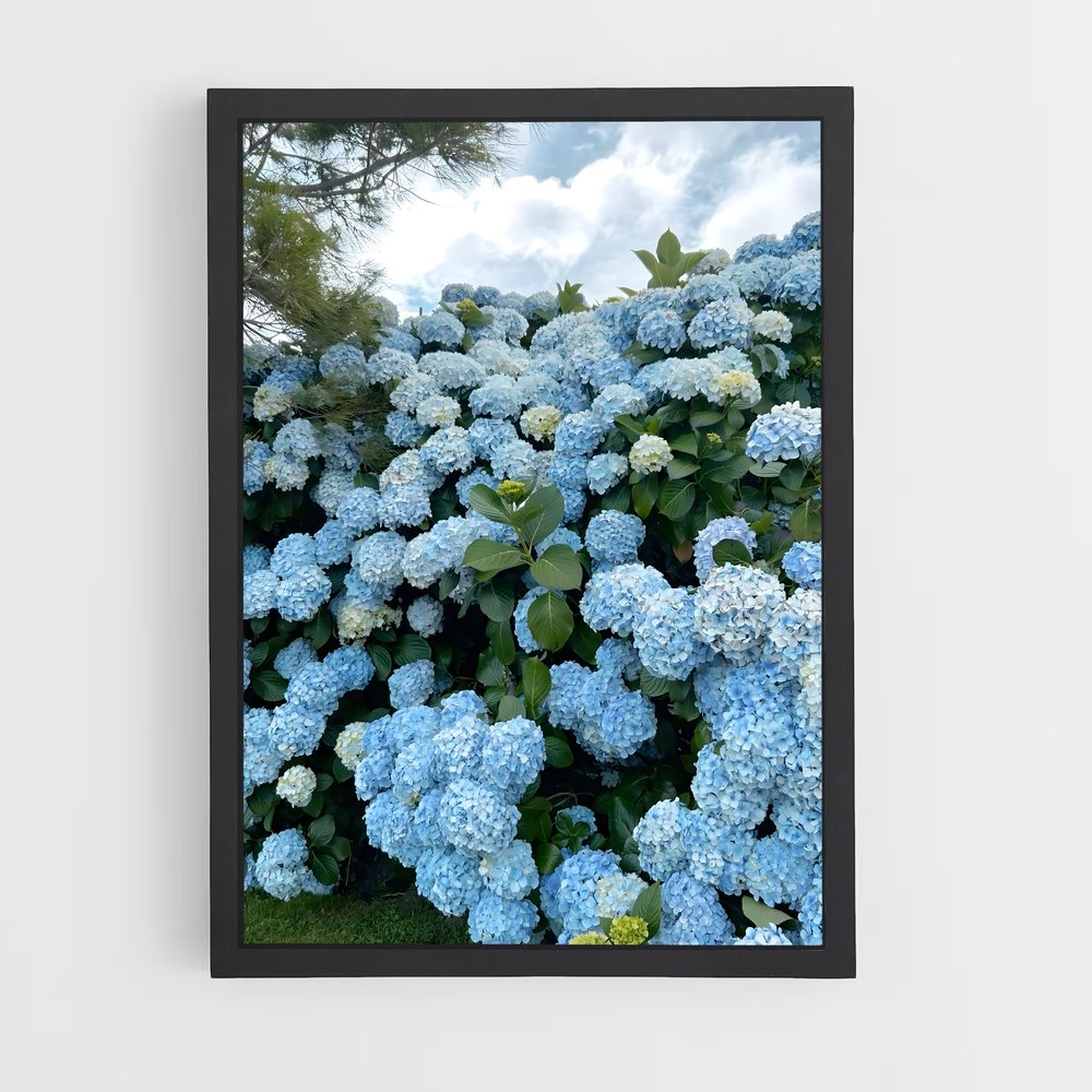 ap-hydrangea-1 cadre Noir