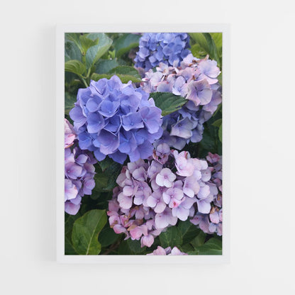 ap-hydrangea-2 cadre Blanc