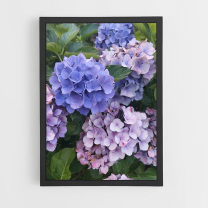 ap-hydrangea-2 cadre Noir
