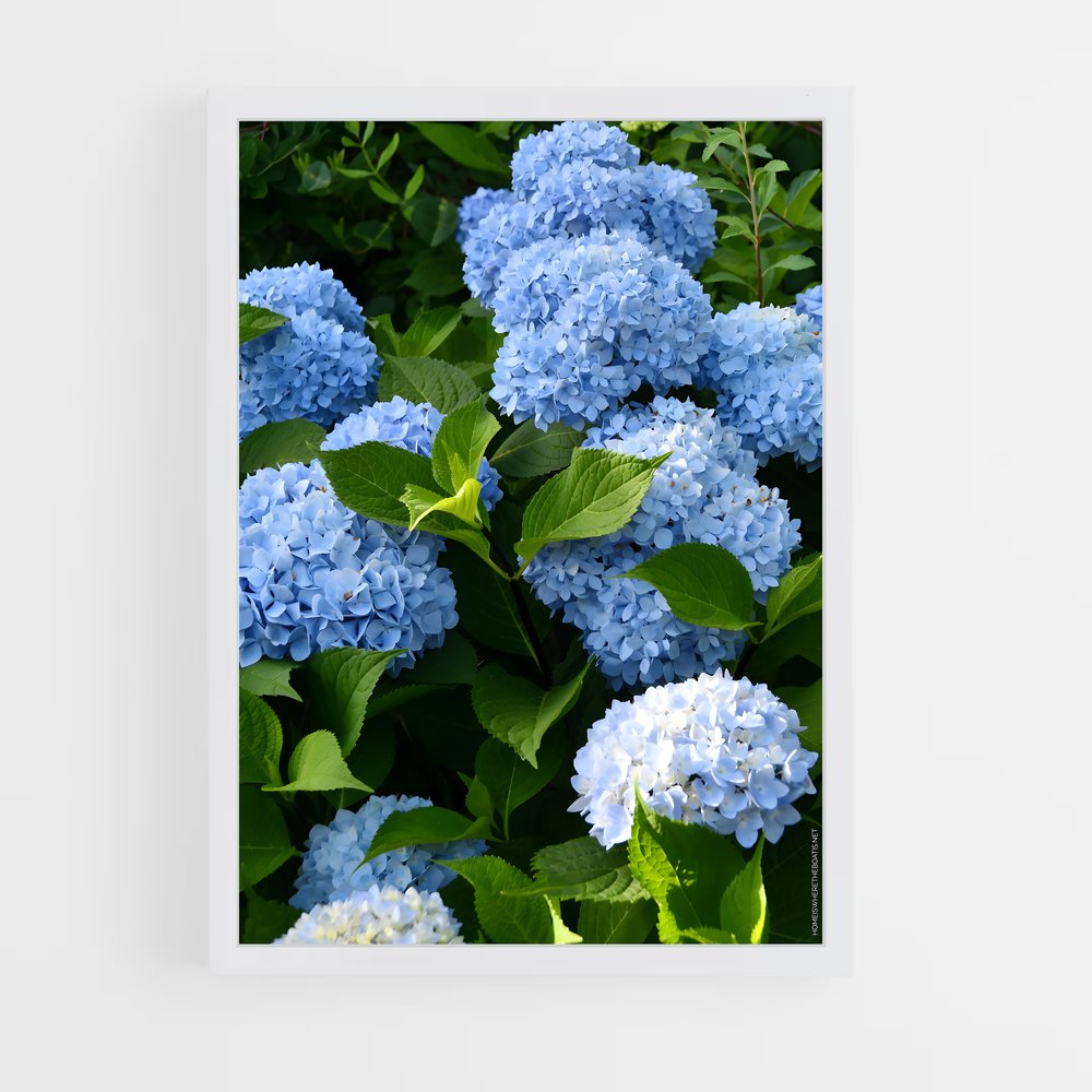 ap-hydrangea-4 cadre Blanc