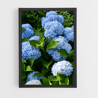 ap-hydrangea-4 cadre Noir