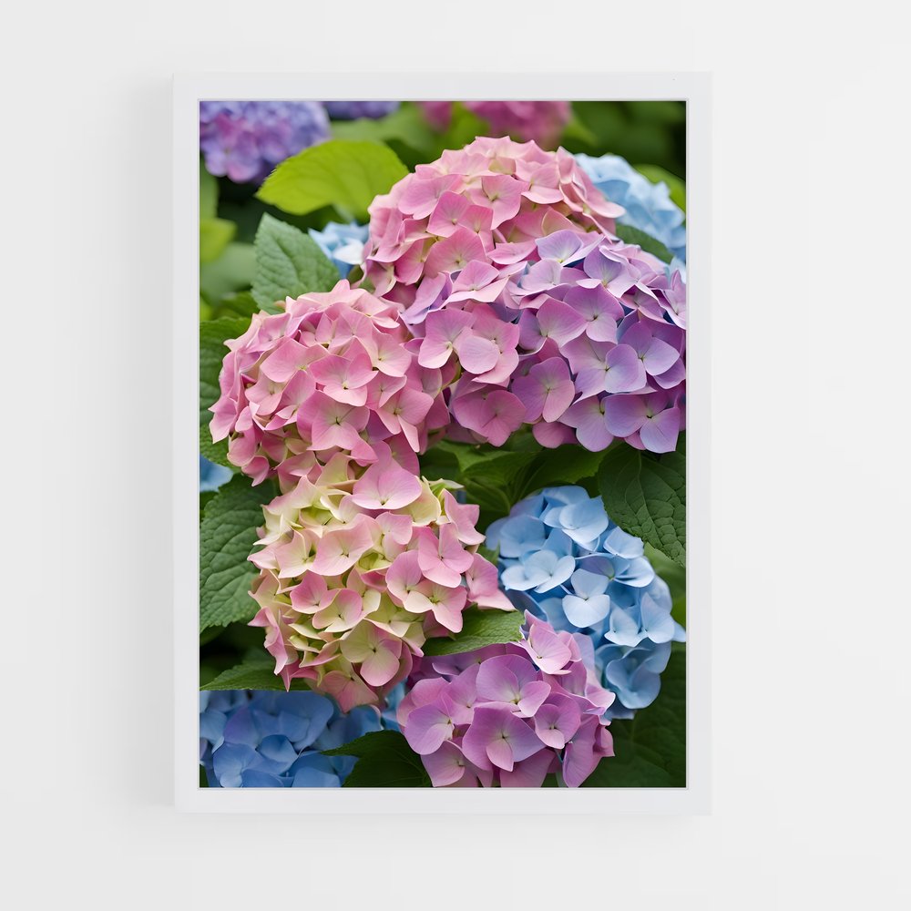 ap-hydrangea-6 cadre Blanc