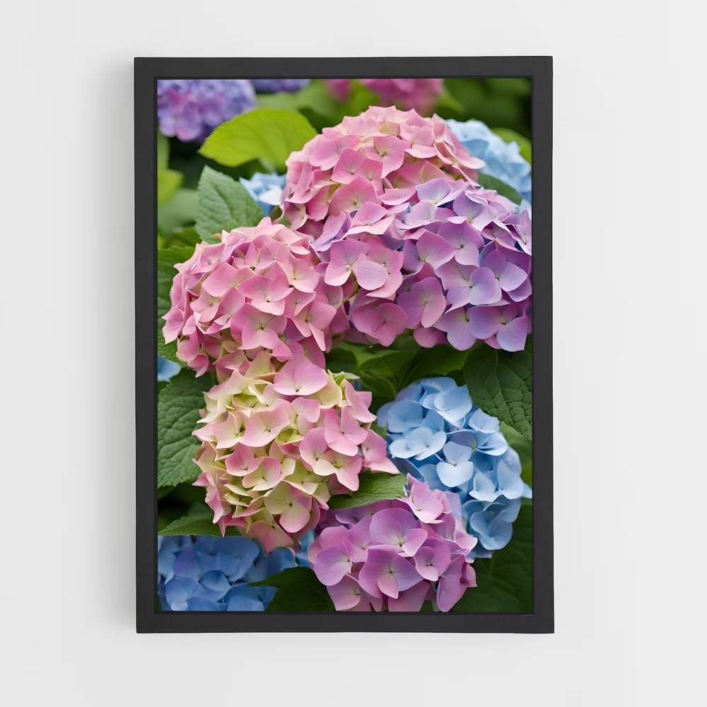 ap-hydrangea-6 cadre Noir