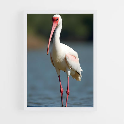 ap-ibis-1 cadre Blanc