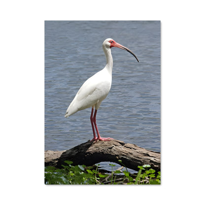 Poster Ibis Serein