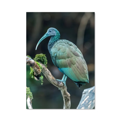 Poster Ibis Émeraude