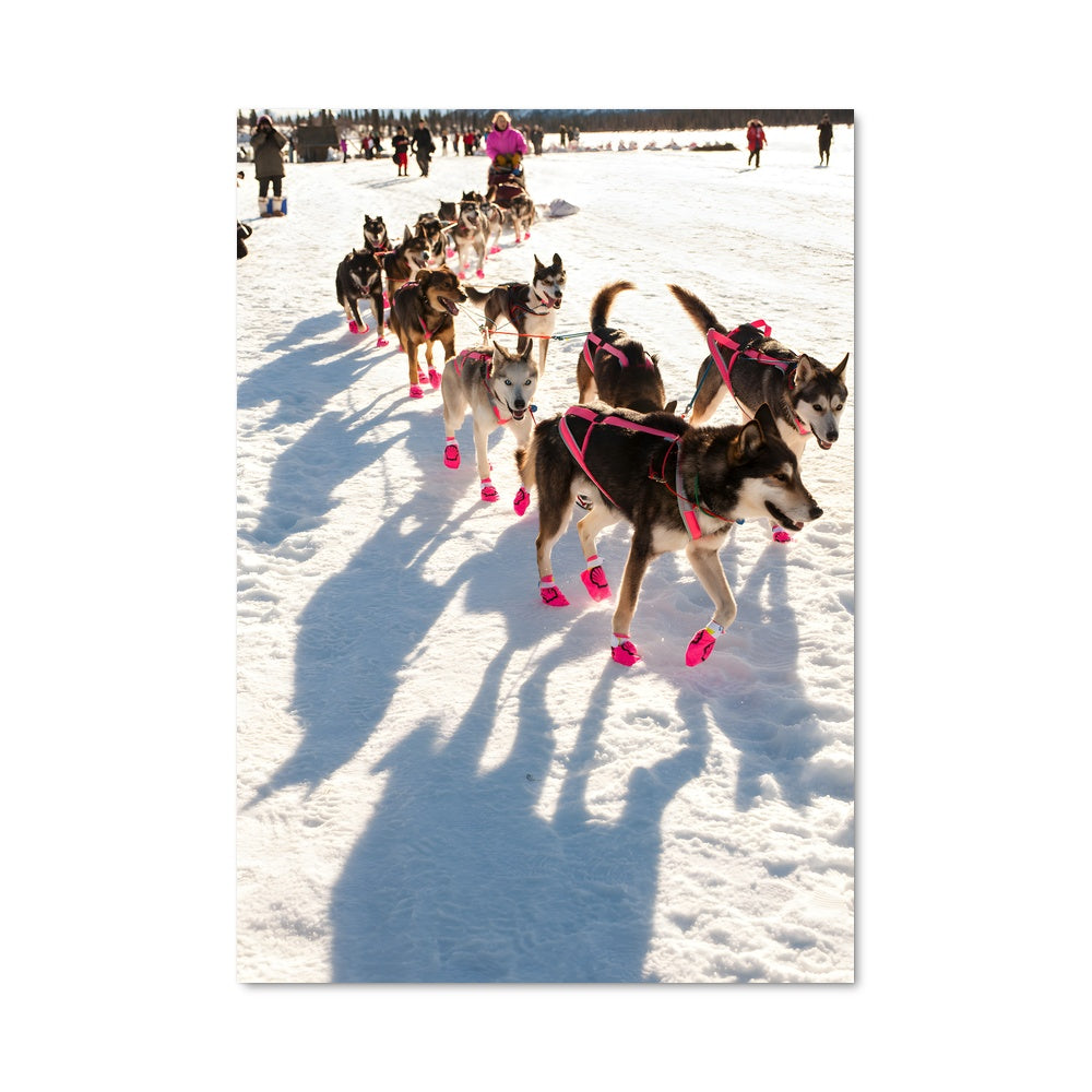 Poster L'Appel des Glaces