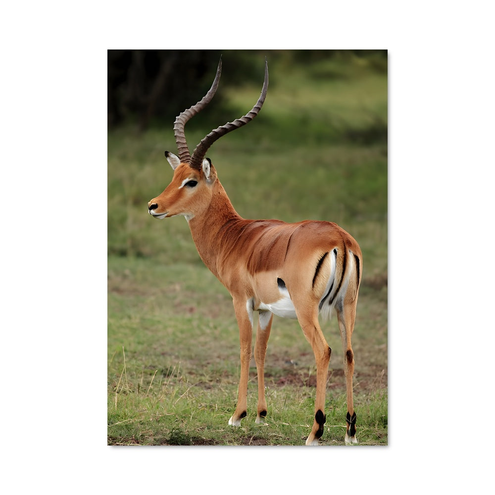 Poster Gazelle Sauvage