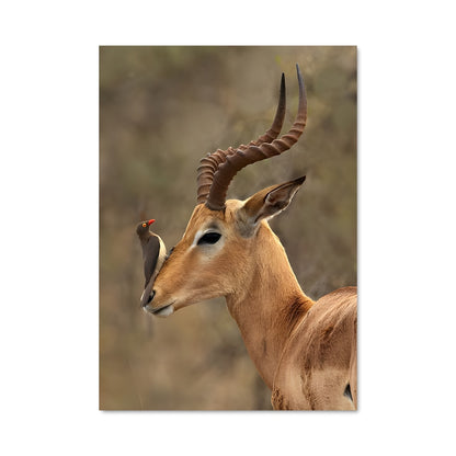 Poster Force de la Gazelle