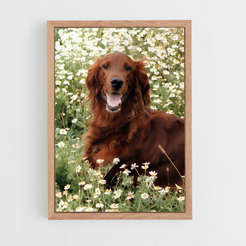 ap-irish setter-4 cadre Bois clair