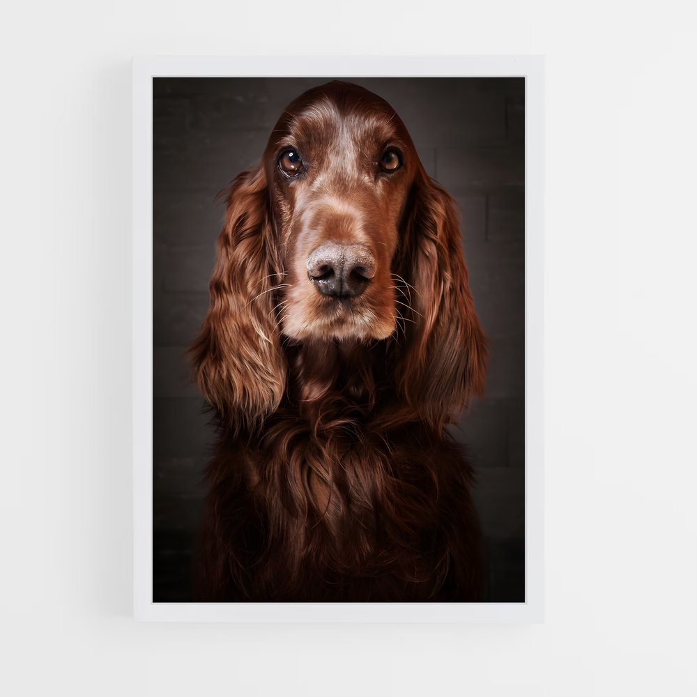 ap-irish setter-6 cadre Blanc