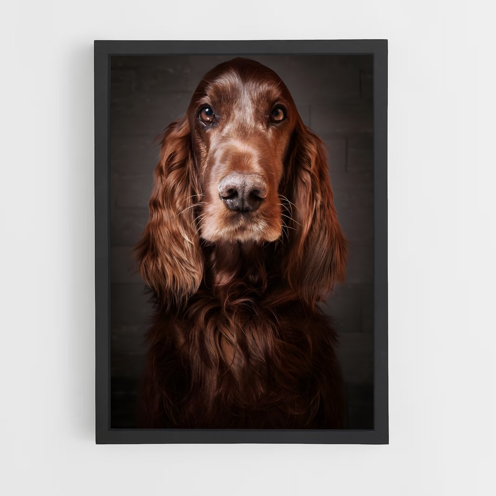 ap-irish setter-6 cadre Noir