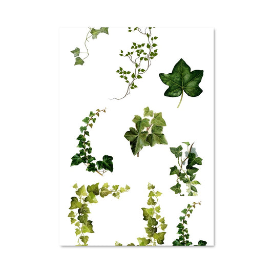 Poster Feuilles d'Ivy