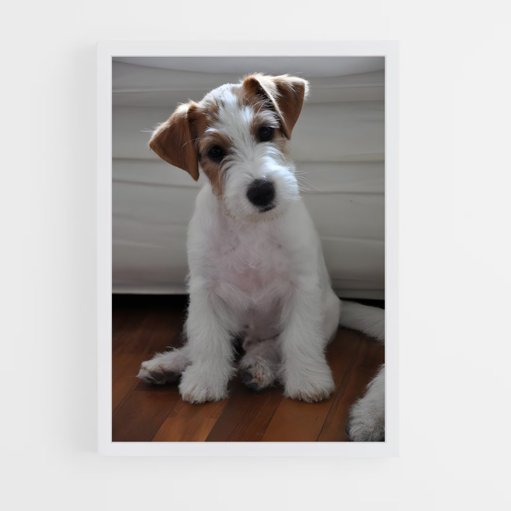 ap-jack russell terrier-1 cadre Blanc